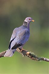 Band-tailed Pigeon